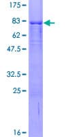 Human UIMC1 / RAP80 Protein (Recombinant GST)