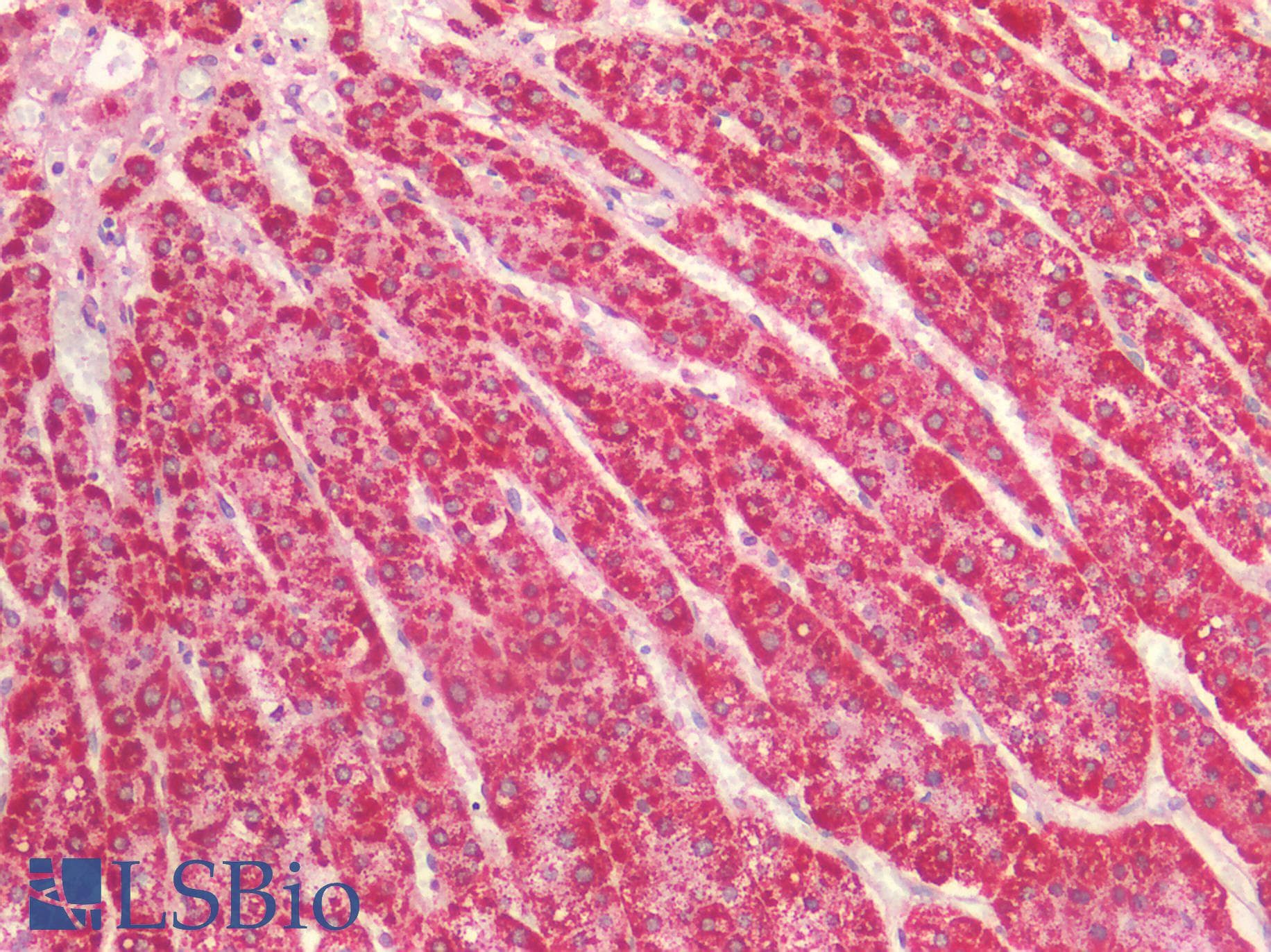 PathPlus™ HSPD1 / HSP60 Antibody