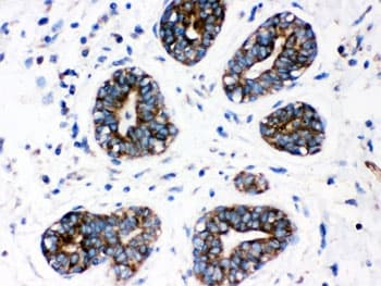 CYP1A1 Antibody