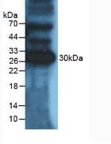 CD274 / B7-H1 / PD-L1 Antibody (aa48-290)