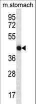 Polyclonal Rabbit anti-Human FGD2 Antibody (aa508-537, IHC, WB)