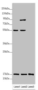 UXT Antibody