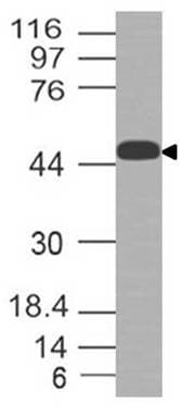 LAT Antibody