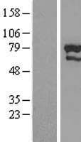 ZNF76 Protein (Over-Expression Lysate Myc-DDK (Flag))