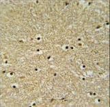 BHLHE22 / BHLHB5 Antibody (aa236-264)