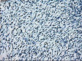Monoclonal Mouse anti-Human PRKY Antibody (clone OTI4G7, Carrier-free, IHC, IF, WB)