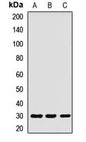 Polyclonal Rabbit anti-Human EXOSC3 Antibody (WB)