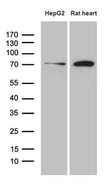 HADHA Antibody (aa106-325, clone OTI7B3)