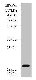 Polyclonal Rabbit anti-Human FAM96A Antibody (WB)