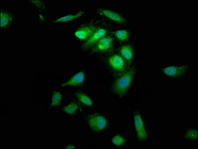 PTP4A2 / PRL-2 Antibody