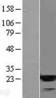 ARF3 Protein (Over-Expression Lysate Myc-DDK (Flag))