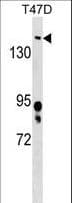 BRD4 Antibody (aa1160-1188)