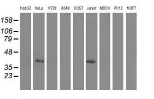 CBWD1 Antibody (clone OTI3F9)