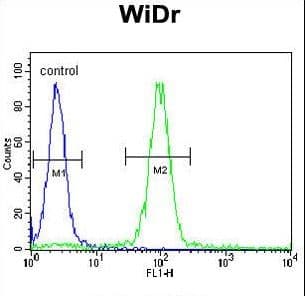 MEIS2 Antibody (aa254-280)