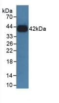 Growth Hormone Receptor / GHR Antibody (aa353-588, Biotin)