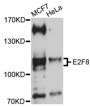 E2F8 Antibody