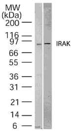 Polyclonal Rabbit anti-Human IRAK1 / IRAK Antibody (aa700-712, WB)