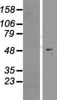 EFCAB3 Protein (Over-Expression Lysate Myc-DDK (Flag))