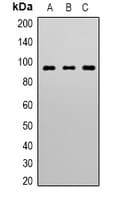 Monoclonal Mouse anti-Human STAT3 Antibody (IHC, WB)