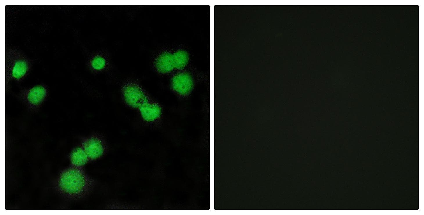 SRSF5 / SFRS5 Antibody