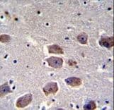 NAA30 Antibody (aa315-343)
