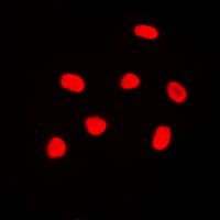 Polyclonal Rabbit anti-Human Histone H4 Antibody (N-Terminus, IHC, IF, WB)