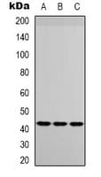 Polyclonal Rabbit anti-Human IGFBP3 Antibody (Internal, IHC, WB)