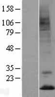 PK2 / PROK2 Protein (Over-Expression Lysate Myc-DDK (Flag))