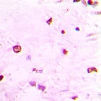 HIST3H3 Antibody