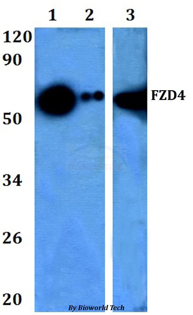 FZD4 / Frizzled 4 Antibody
