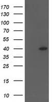 HSPBP1 Antibody (clone OTI3E1)
