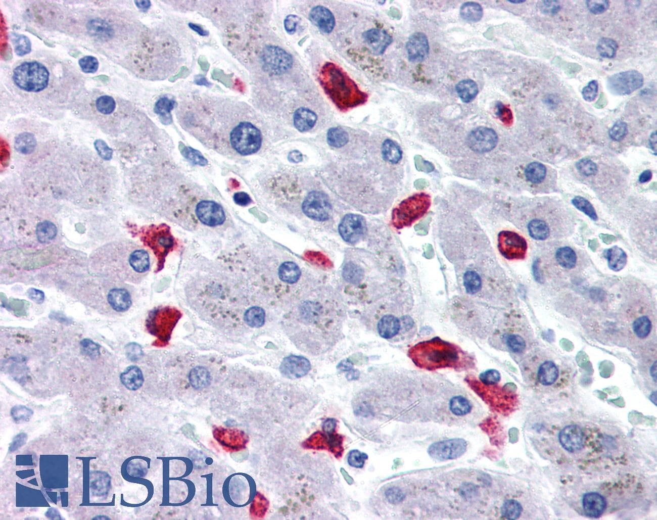 IHC-plus™ CD163 Antibody (N-Terminus)