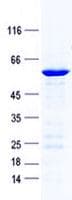 Human ATF5 Protein (Recombinant GST, N-terminus + His, C-terminus)
