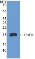COL3A1 / Collagen III Antibody (aa22-154, APC)