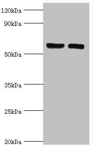 GGA2 Antibody (aa1-300)
