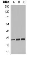 CLIC3 Antibody (Internal)