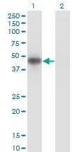 MKNK2 / MNK2 Antibody (clone 4F11)