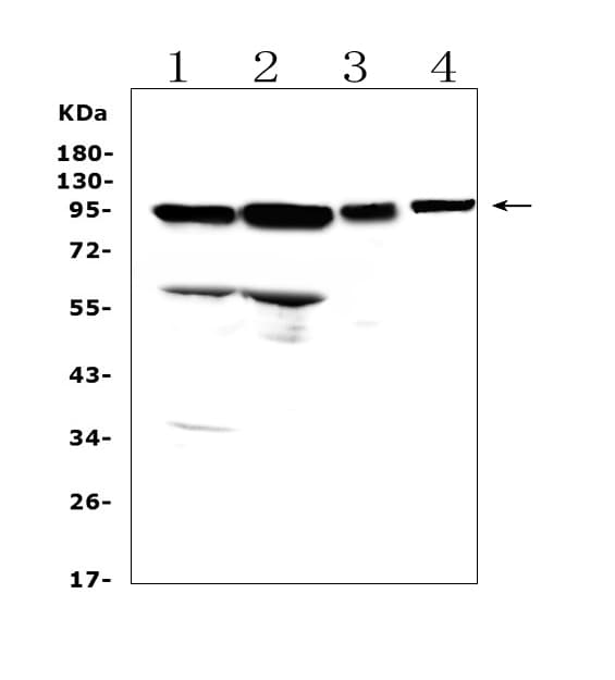 AMOTL2 Antibody