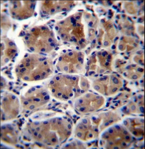 ATP1B3 Antibody (aa241-270)