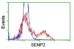 SENP2 Antibody (clone OTI1C4)