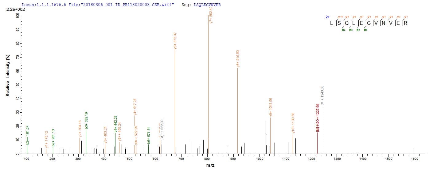 Human VPS35 Protein (Recombinant 10His, N-terminus + Myc, C-terminus)