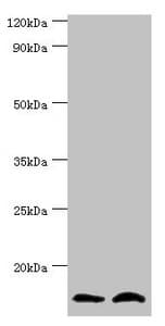 Polyclonal Rabbit anti-Human NEDD8 Antibody (aa1-81, WB)