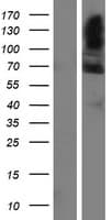 FAM13C1 / FAM13C Protein (Over-Expression Lysate Myc-DDK (Flag))
