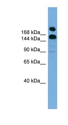UGGT1 / UGGT Antibody (C-Terminus)