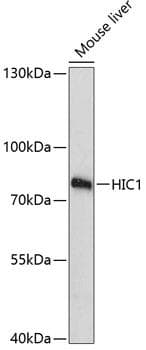 HIC1 Antibody