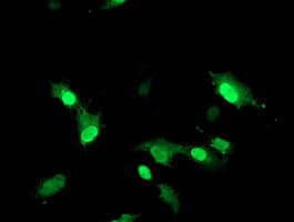 RNF113B Antibody (clone OTI2H5)