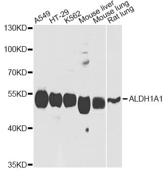 ALDH1A1 / ALDH1 Antibody