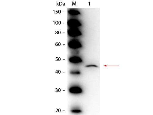 ADA / Adenosine Deaminase Antibody (Lyophilized, HRP)