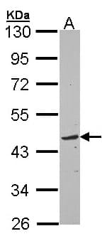 TOM1L1 Antibody (aa413-476)