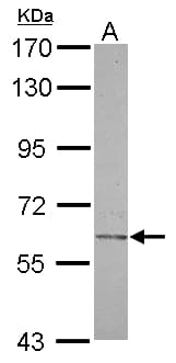 CHST2 Antibody